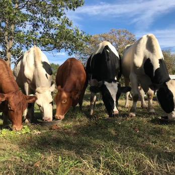 Meet the Cows