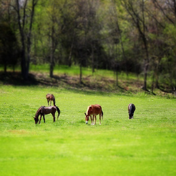 Meet the Equines