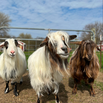 Meet the Goats