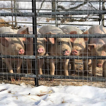 Meet the Pigs