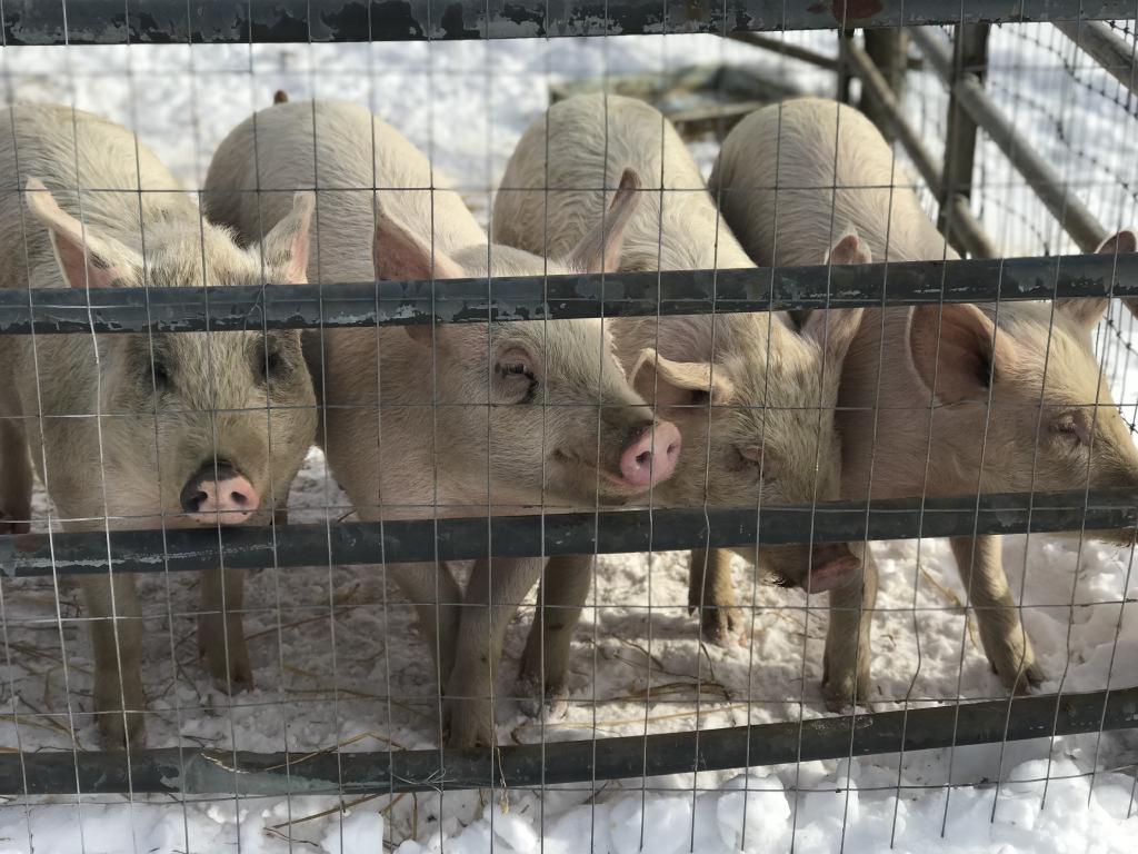 Meet Gerdie, Meadow, Lenny, Karuna, and Ronnie