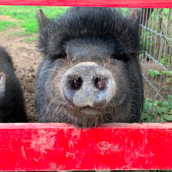 Meet the Pot-bellied Pigs