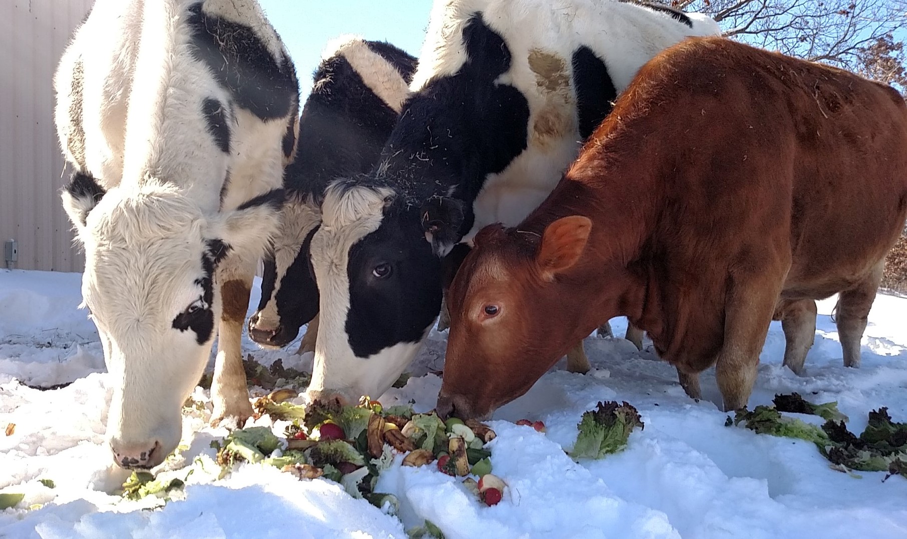 The Livingston County Eight: in Memory & in Honor of Dorothy