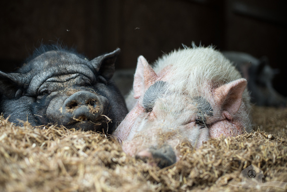 Pot-bellied pigs: wonderful animals but bad pets