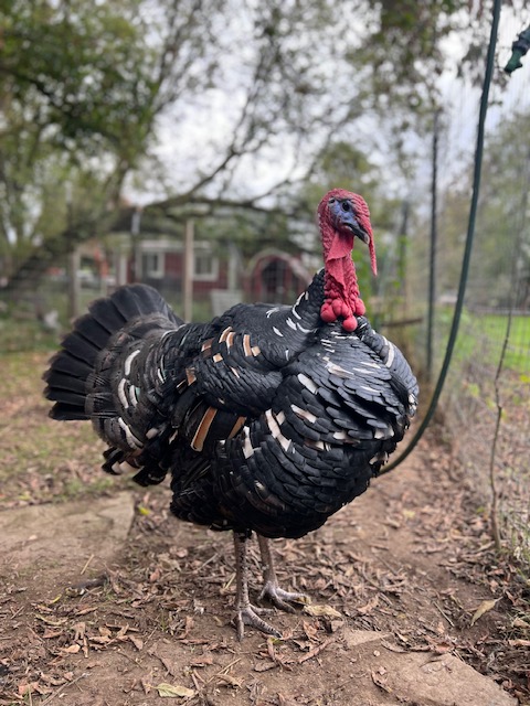 Sponsor a Turkey. Start a Tradition