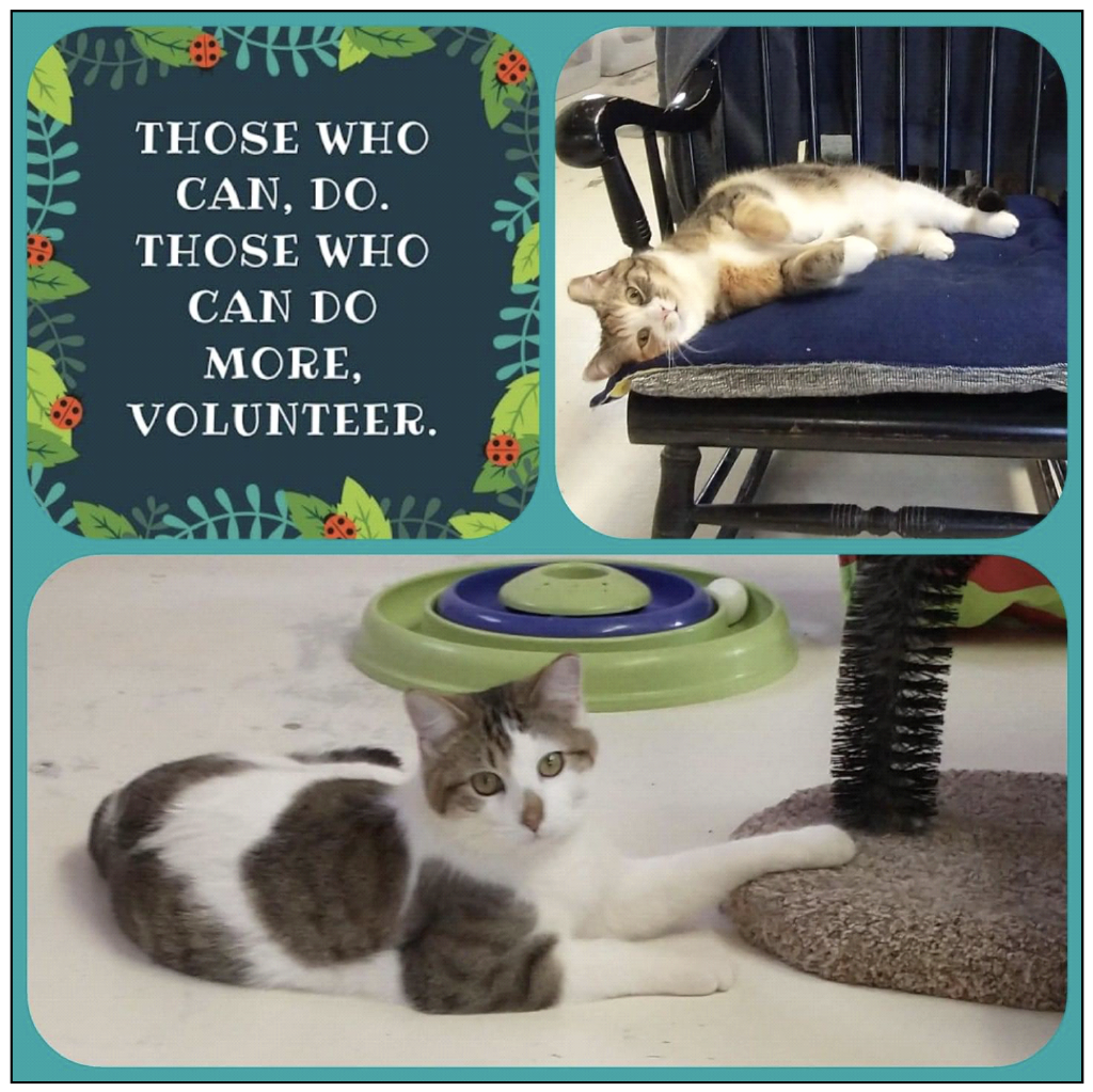Cat Barn Volunteers